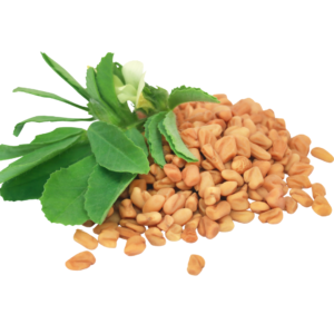 FENUGREEK