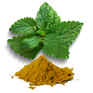 LEMON BALM EXTRACT