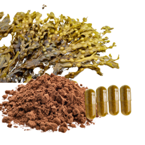 BLADDERWRACK EXTRACT
