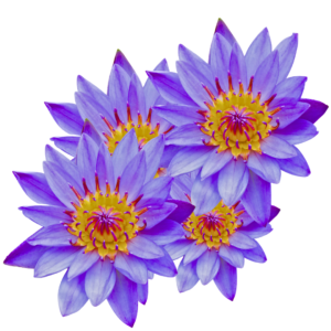 BLUE LOTUS FLOWER (DRIED)