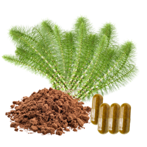 HORSETAIL EXTRACT