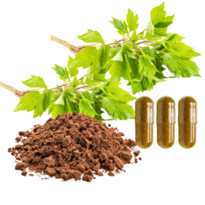 MUGWORT EXTRACT