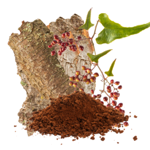 SARSAPARILLA EXTRACT