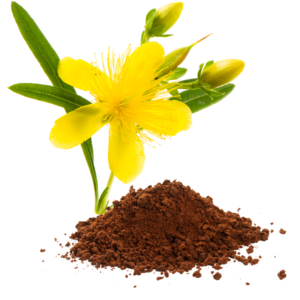 ST JOHN’S WORT EXTRACT