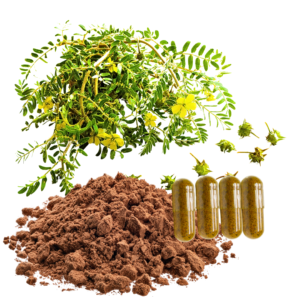 TRIBULUS TERRESTRIS EXTRACT